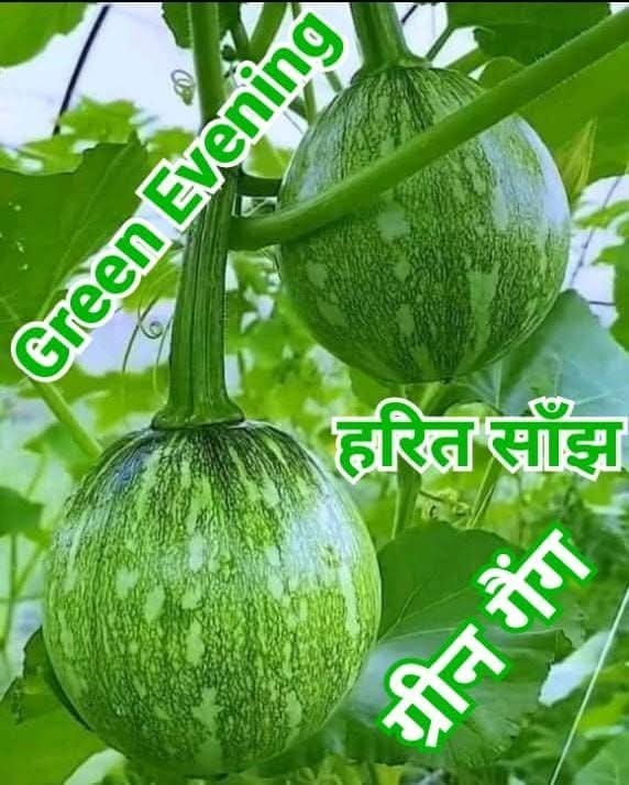 परिंदा संरक्षण अभियान